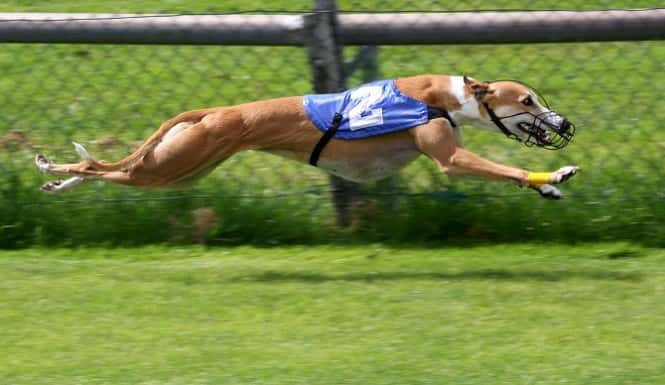 أسرع كلب سوقي: مراهنات سباق الكلاب السلوقية